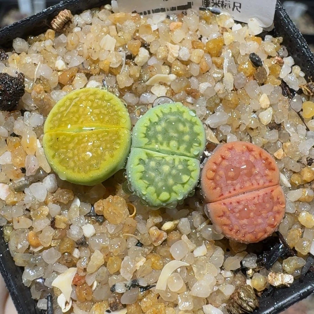zzzzz生石花肉锥467