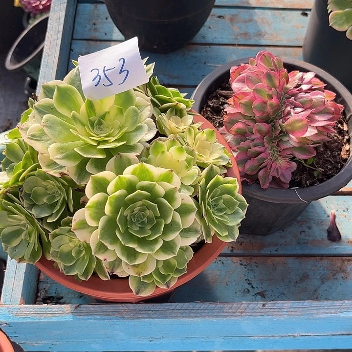 353伊丽莎白朵朵倾城缀两颗发货