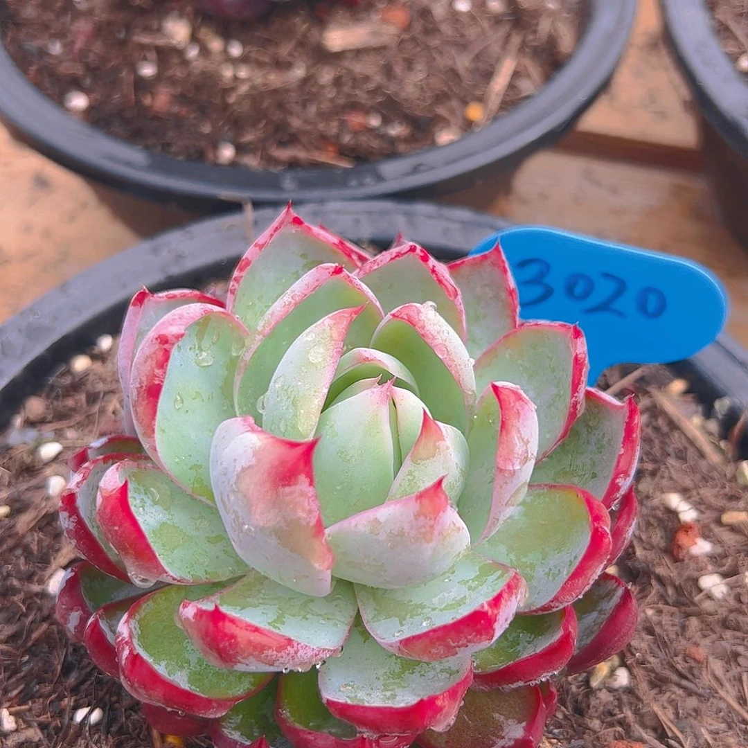 惊鸿仙子一物一拍3020号