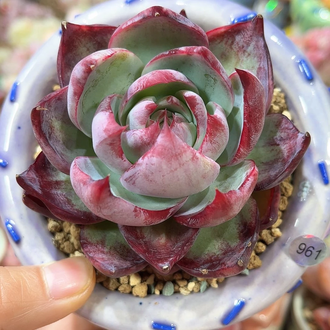 961 含盆含土发货 30包邮偏远除外