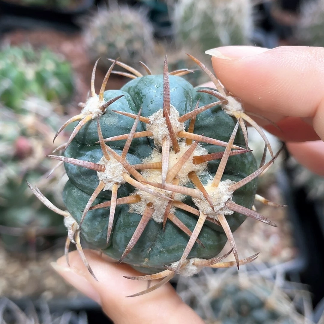 花王冒根芽66666