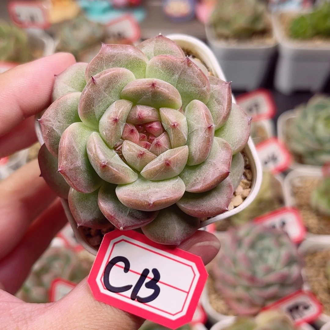 C13 一物一拍 珍妮放漏18包邮