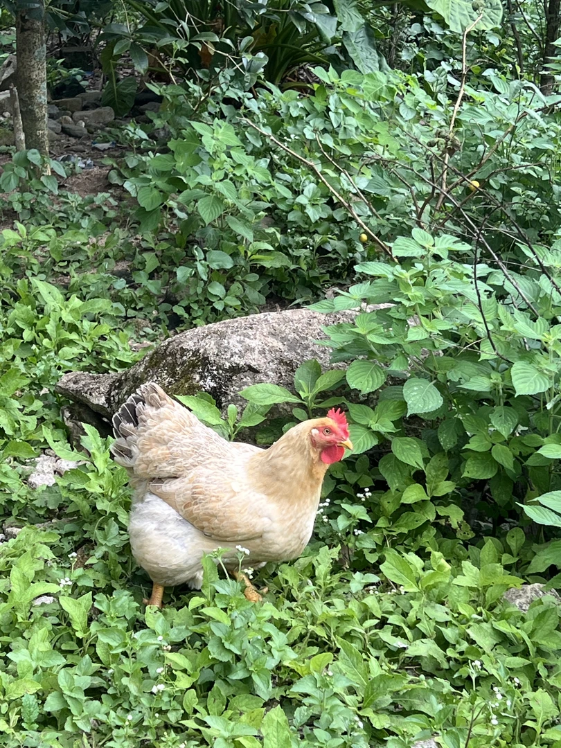 清远阳山散养林下鸡 180天以上冷链发货包冰率不含冰