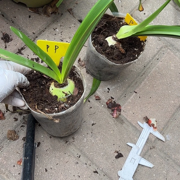 无花朵朱顶红P P主球5厘米