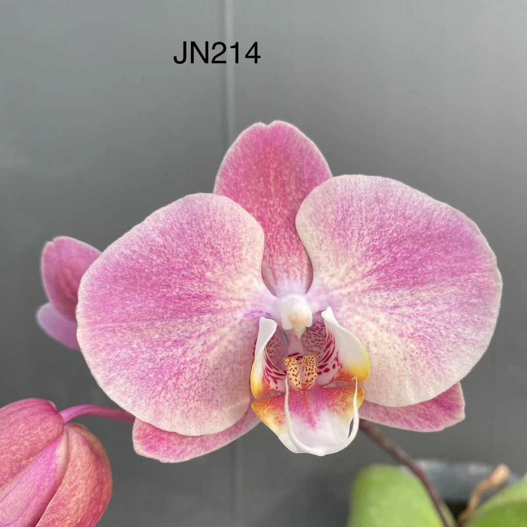 鼎汉新品JN214 刚升2.5寸杯苗/保对版