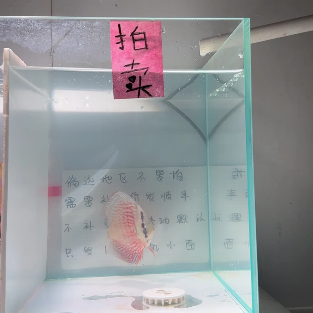 七彩神仙鱼肉身8-9左右,偏远地区不要拍