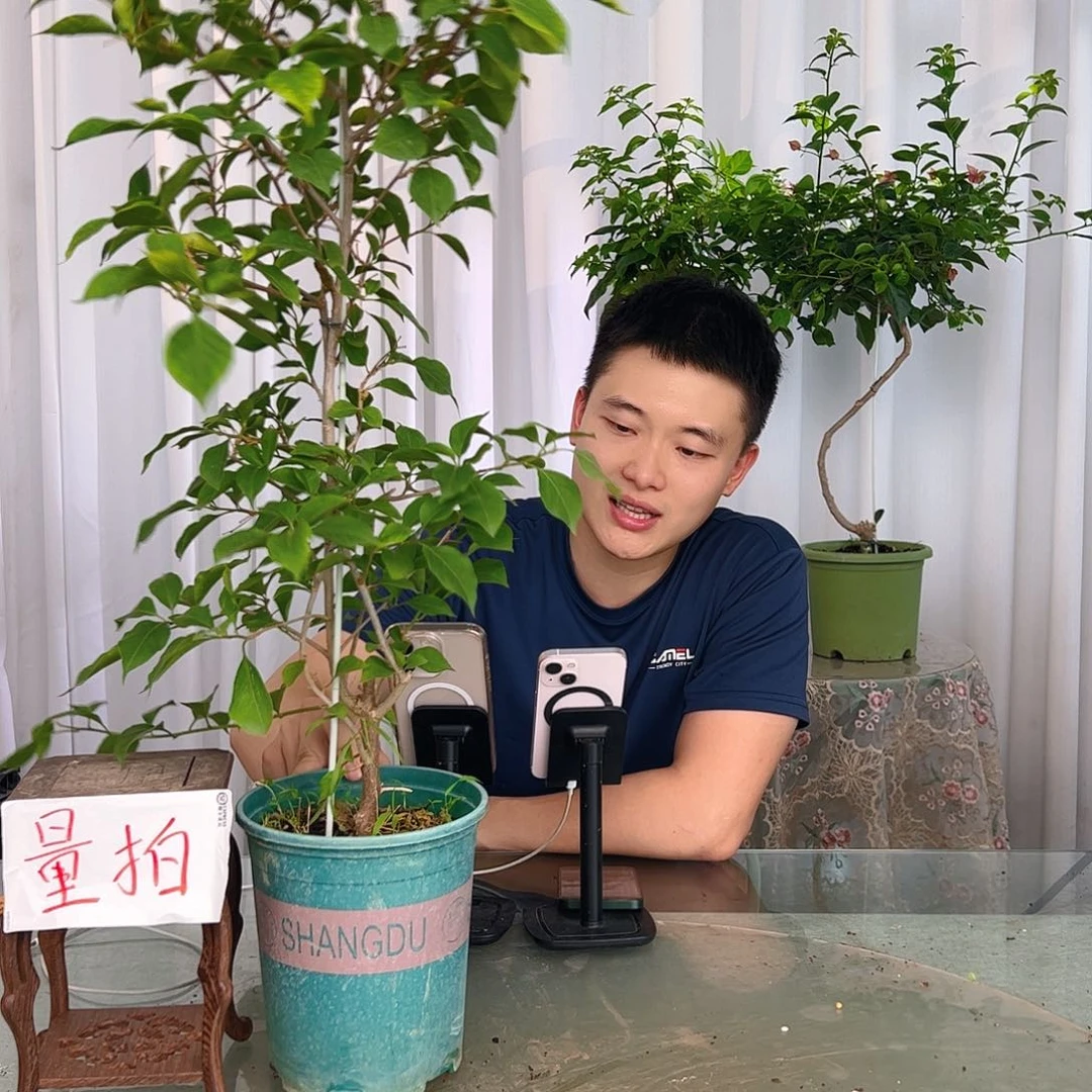 当前无花栽培后可以开花布里扎带竹一棵