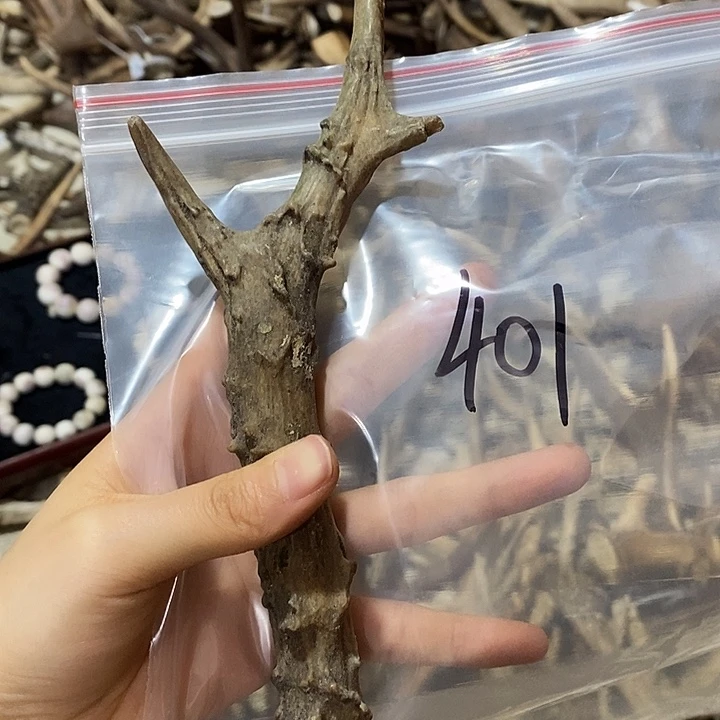 鹿角鹿角鹿角鹿角鹿角