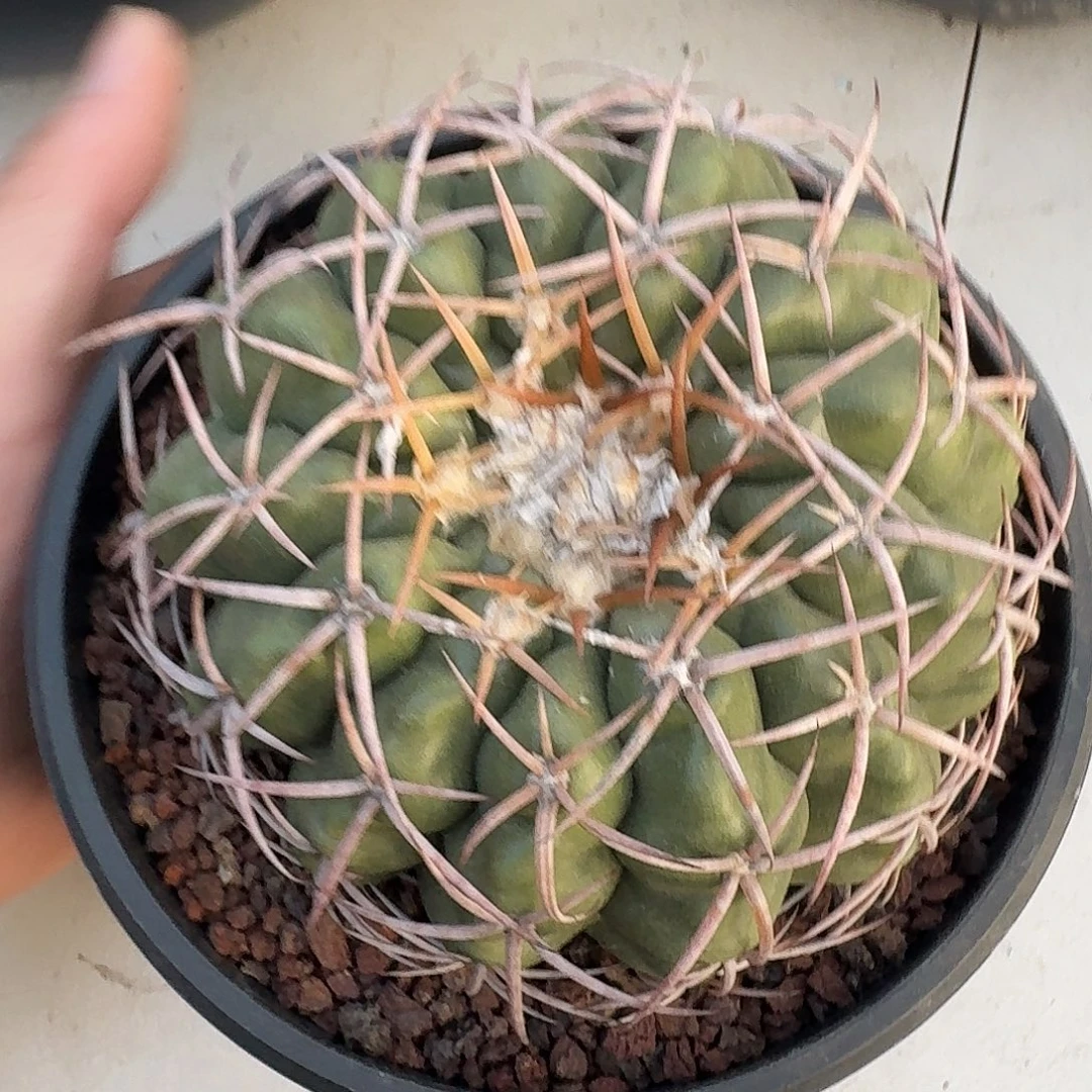 实生圆盘玉仙人球