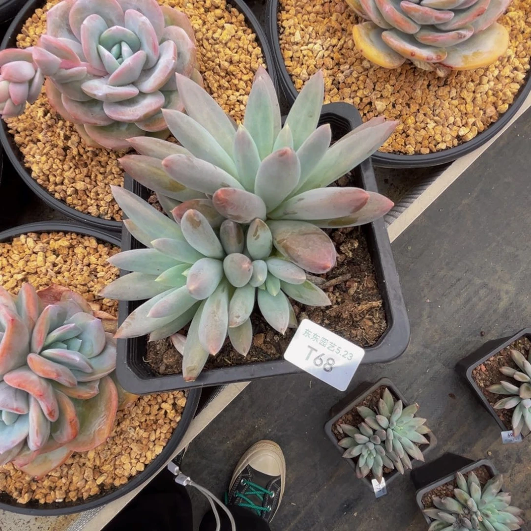 莎*姐t t t t t t t t t t t 68