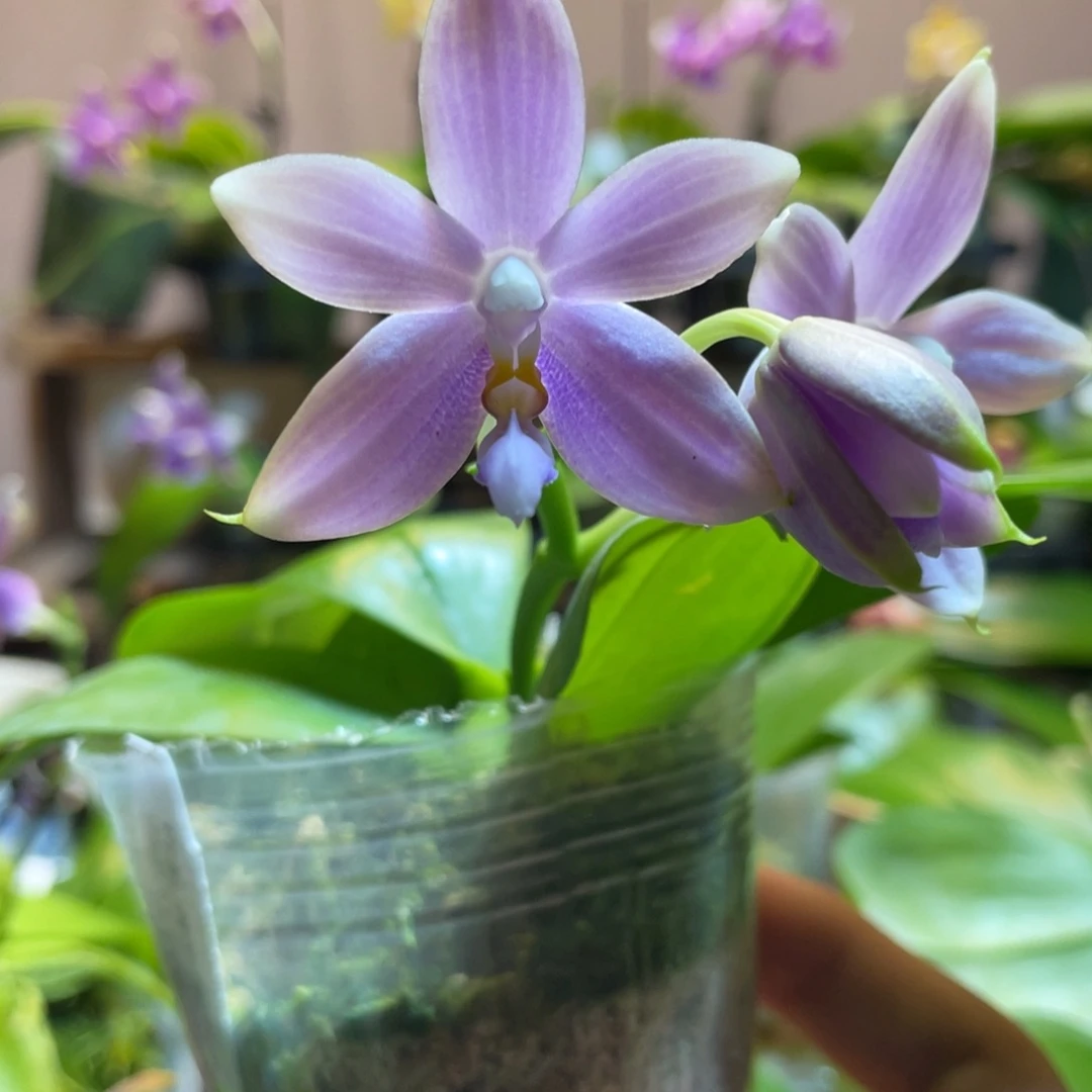 完全开放101叶瑕花期不保