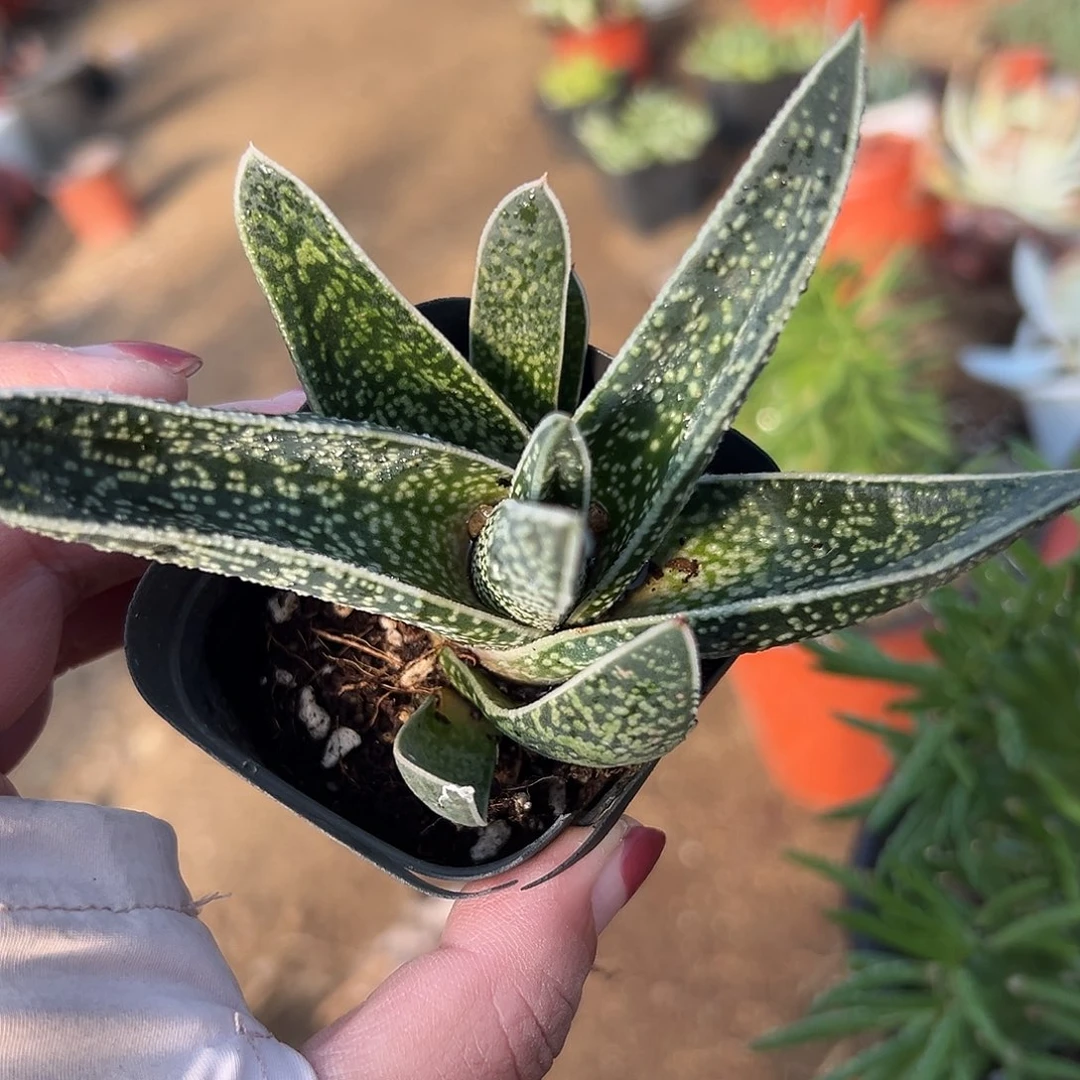 多肉植物翠花掌芦荟