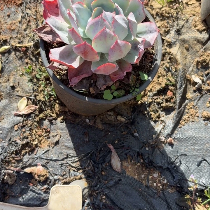 梅****多肉植物一物一拍梅梅