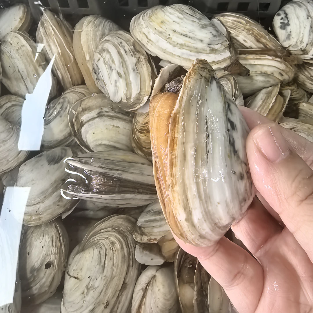 鲜活蚌仔 小象拔蚌 合肥本地包鲜包活