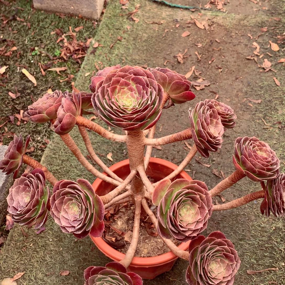 赤焰莲，多肉植物的