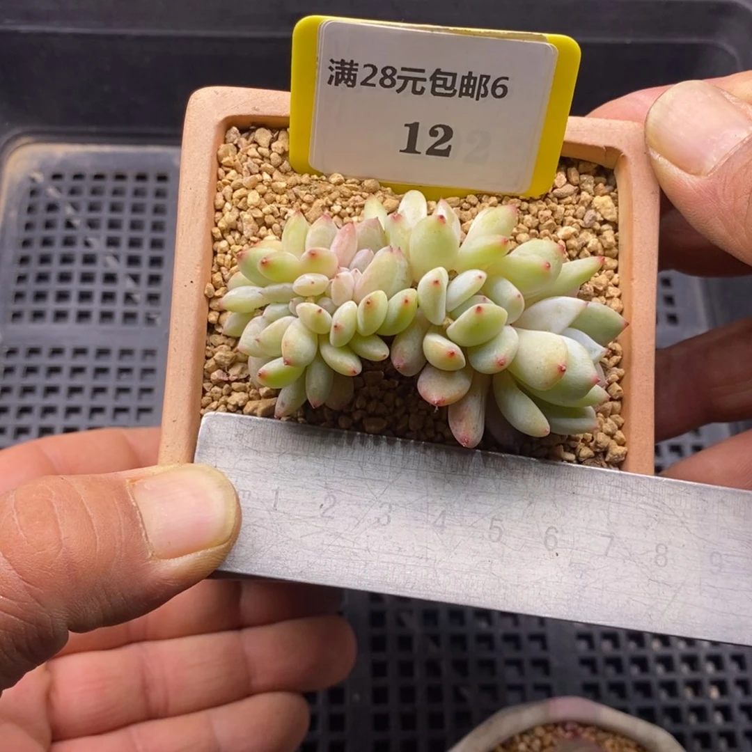 612小叶星影带板子缀