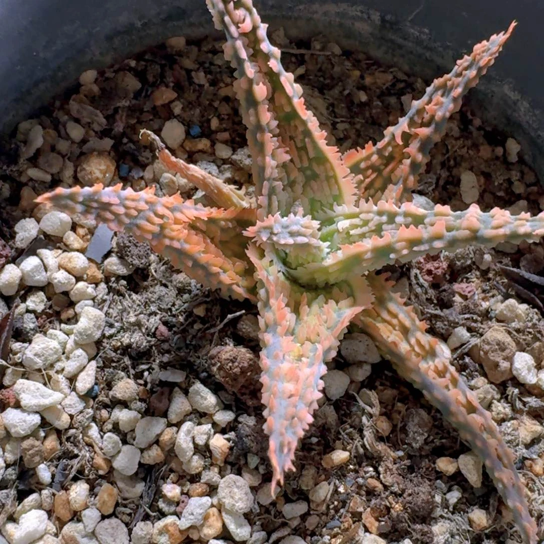 157超级芦荟脱土发货