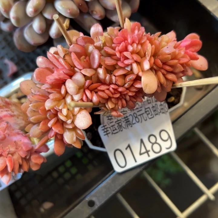 幸运的是你还没遇到幸运