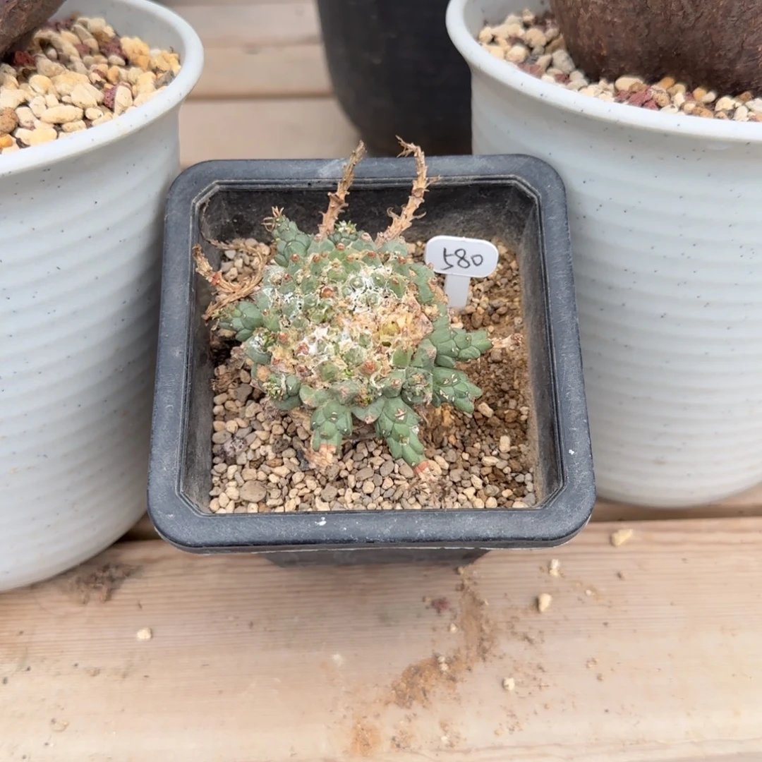 鹫卵丸大戟块根植物
