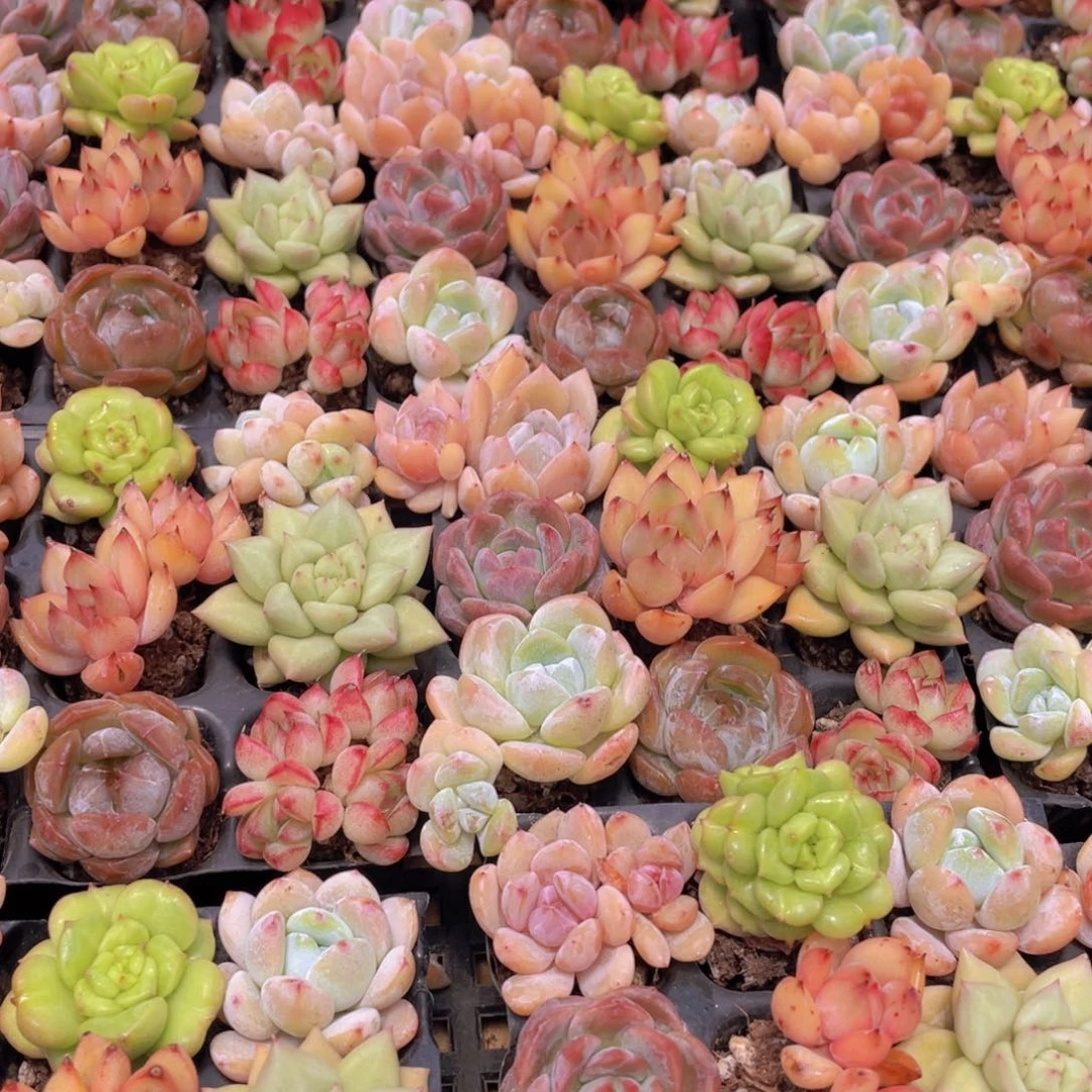 量拍63号 七彩小可爱组合9个