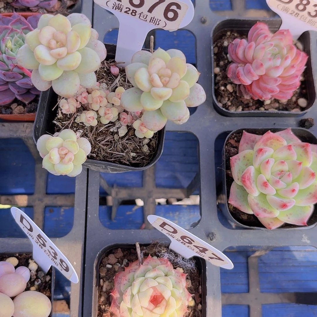 A576阳光玫瑰一物一拍