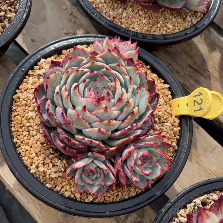 121惊鸿仙子 夏鸣园艺