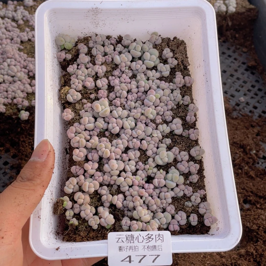 二**赵云糖心多肉植物477