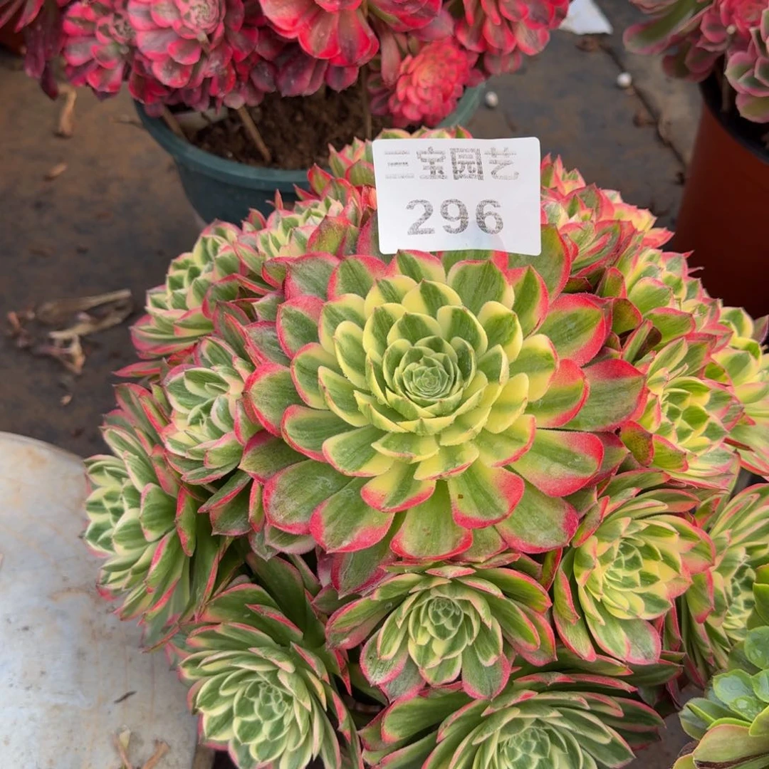 励****?多肉植物296海王