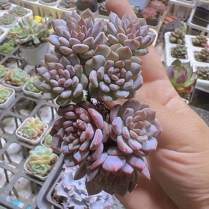 星星橙群3个苗19包邮