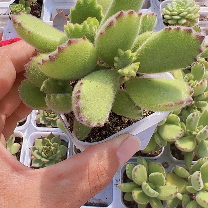 绿熊多肉脱土发货19包邮