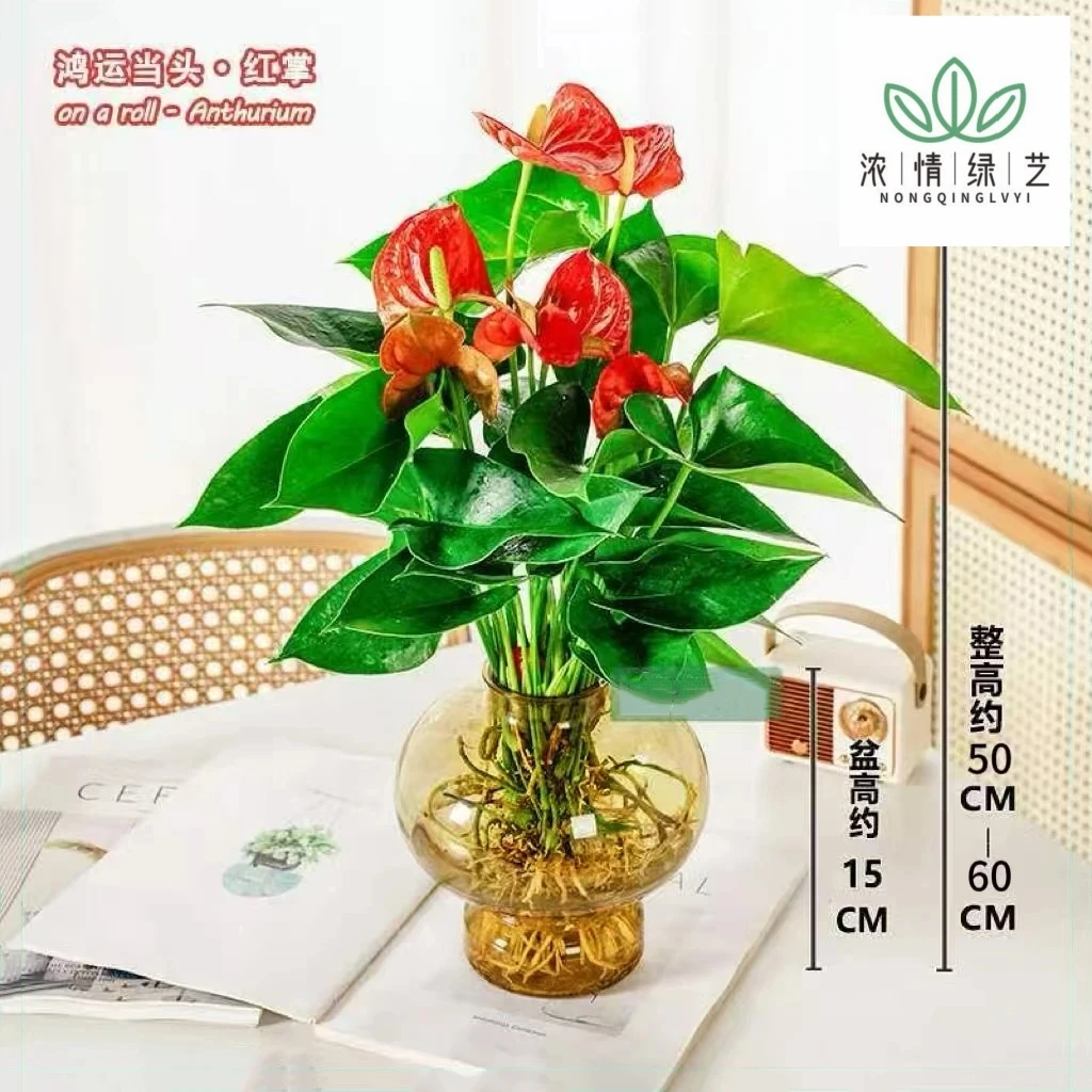 【带5-8花发货】红掌水培绿植室内盆栽客厅好养易活办公室花卉