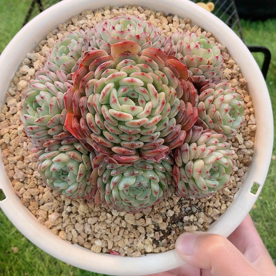 韩版白胖子精品多肉