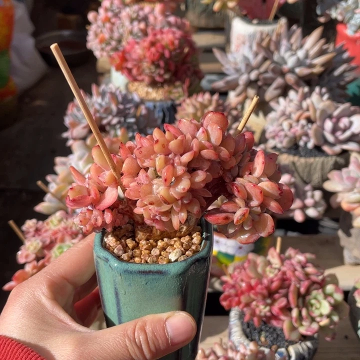 【闪购商品】白凤缀化一物一拍