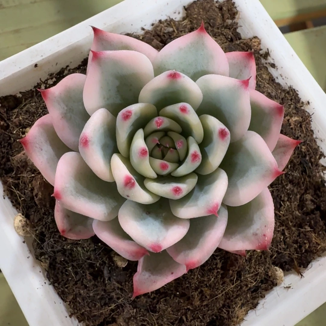 吉娃娃锦，锦上园艺一物一拍