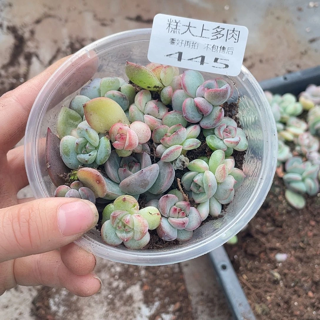 糕大上多肉植物445