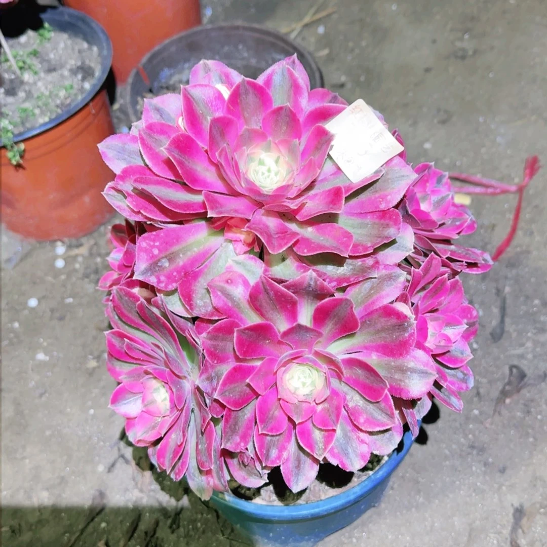 女巫法师多肉173