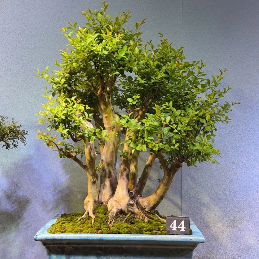 北***子无花朵紫薇盆景一物一拍
