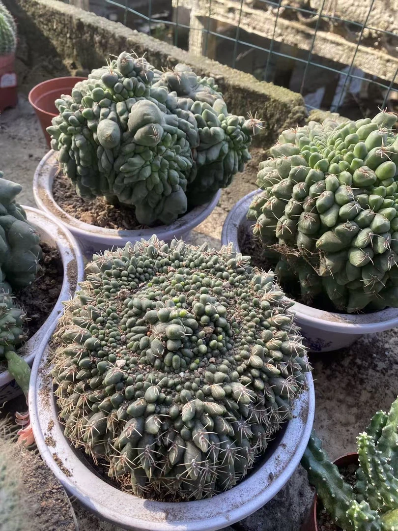 绯花玉缀化      仙人球漳州基地直发 新手好养
