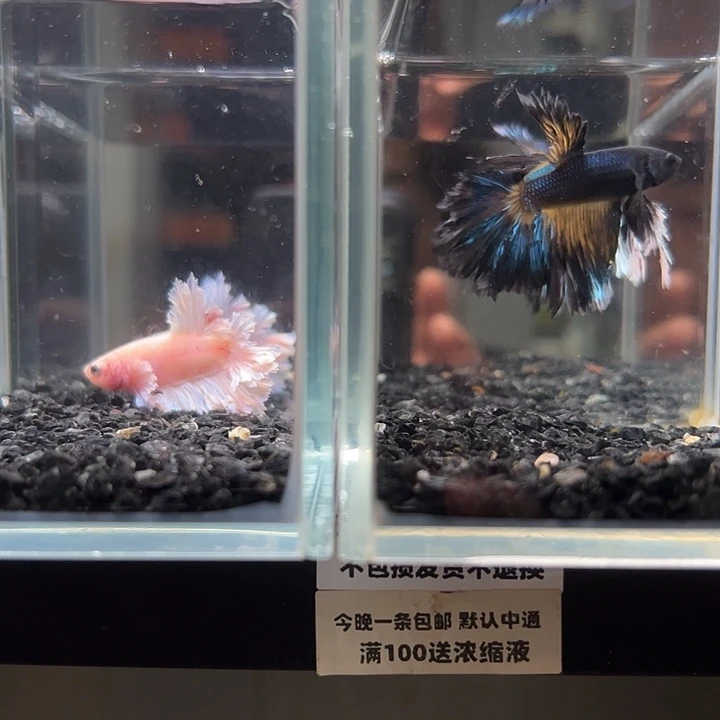 斗鱼竞拍跑单拉黑24日62+60