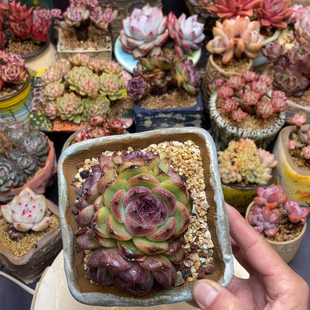 黑橙群生短胖带桩