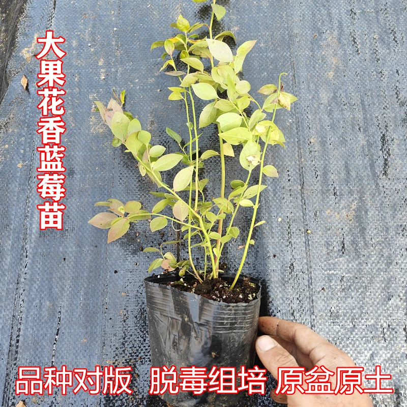 花香蓝莓苗 F6蓝莓苗南北方阳台庭院组培大果纯甜蓝莓树原钵盆苗