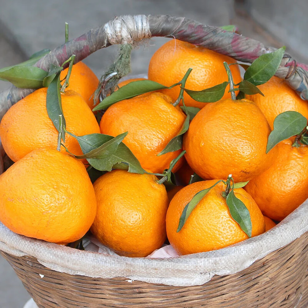 【顺丰包邮】四川正宗春见耙耙柑新鲜水果橘子桔子L