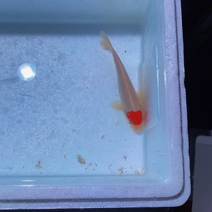 锦鲤锦鲤活鱼开箱包活