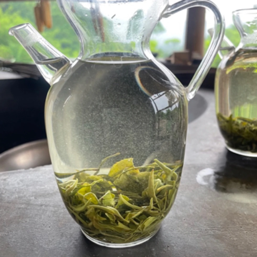 2025高山云雾茶毛峰绿茶卷形茶