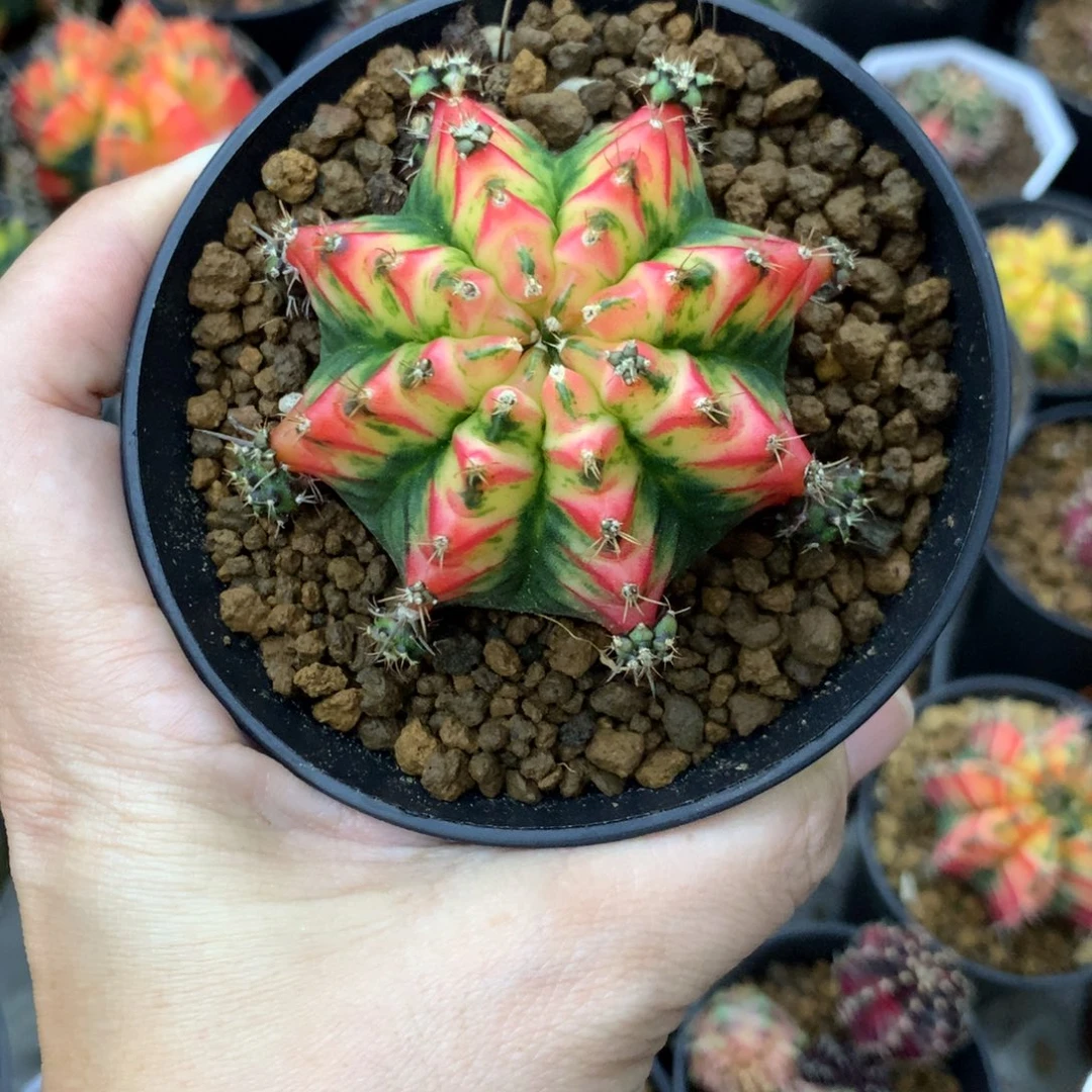 是***啊仙人球米哈牡丹锦