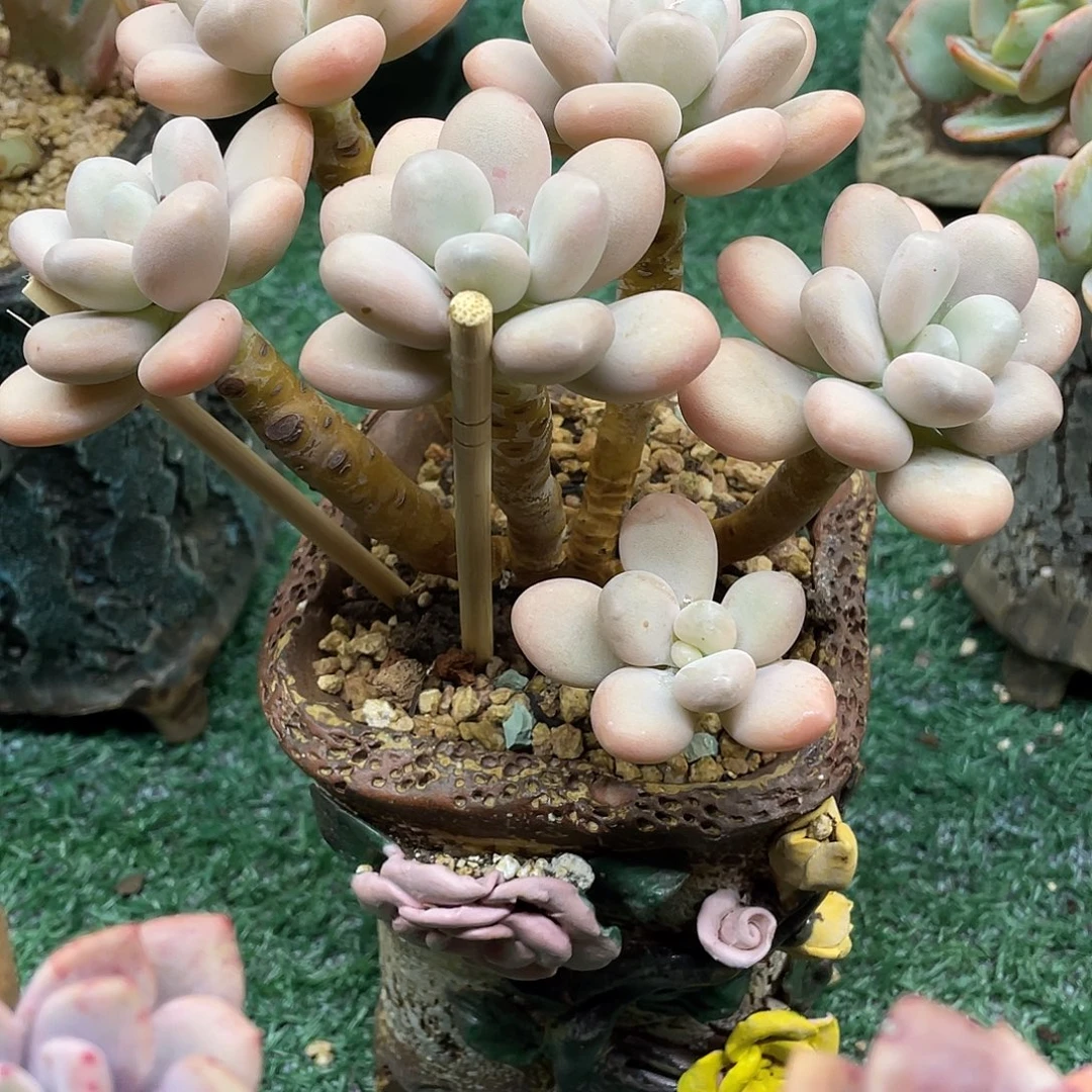 白美人一物一拍28包邮非偏远