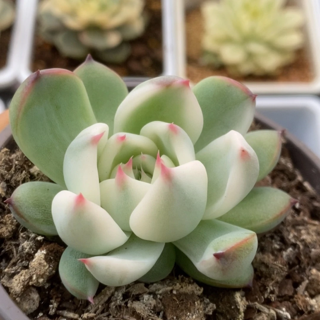 543锦锦锦锦锦锦锦锦锦
