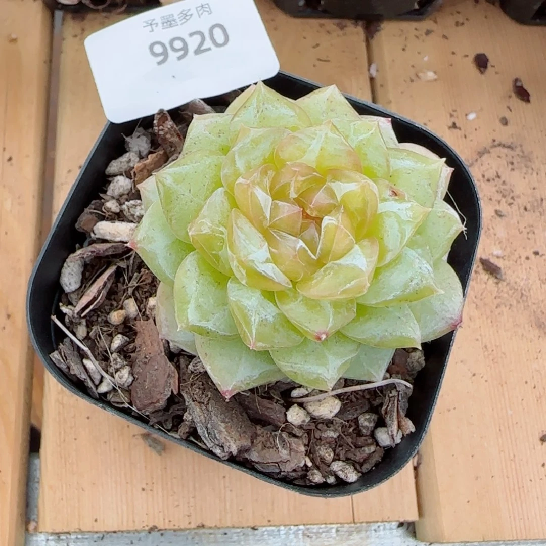 落日珍妮，9920多肉植物