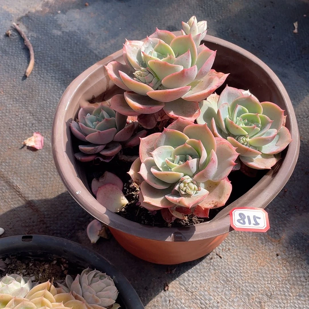 815苍鹭 一物一拍多肉