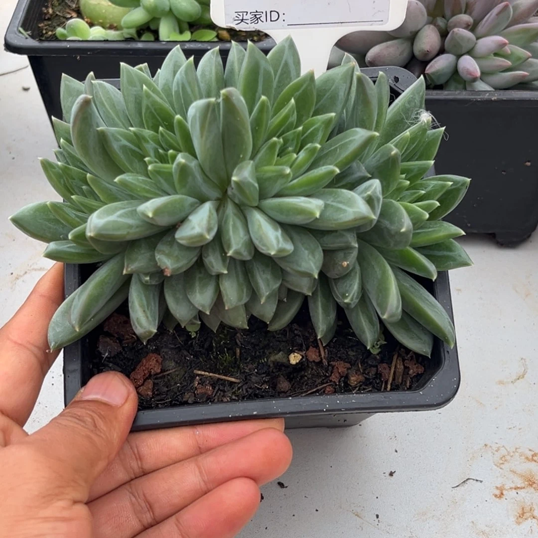 美人系优选多肉植物951
